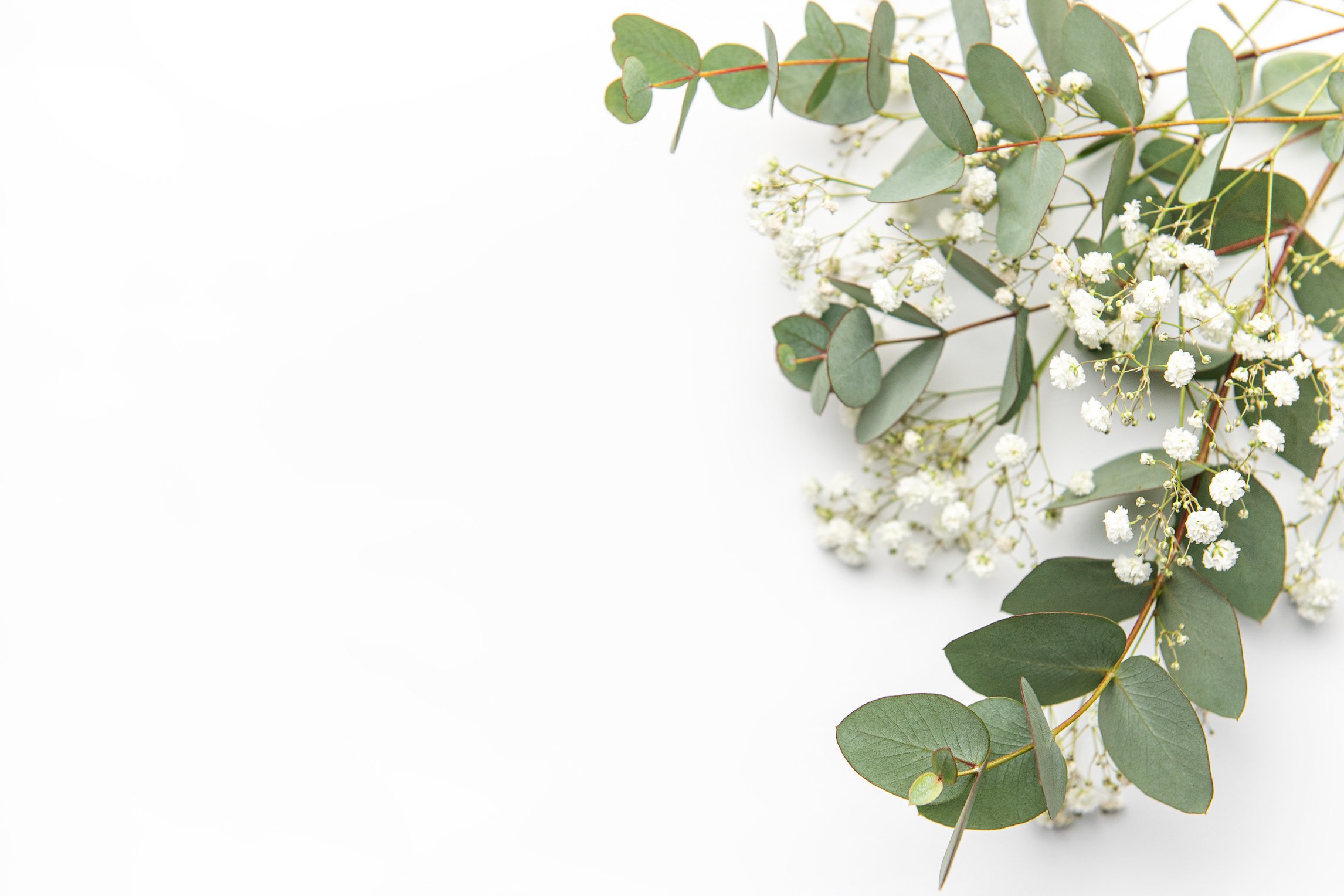 Baby's breath Gypsophila flowers, fresh green eucalyptus leaves